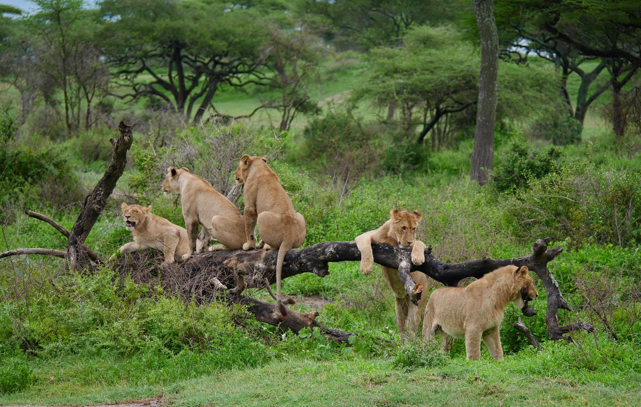 Tanzania Premium Circuit